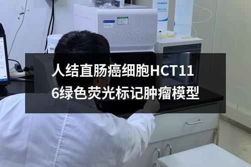 人结直肠癌细胞HCT116绿色荧光标记肿瘤模型 