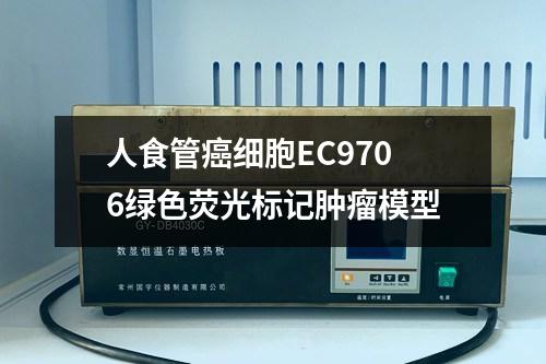 人食管癌细胞EC9706绿色荧光标记肿瘤模型 