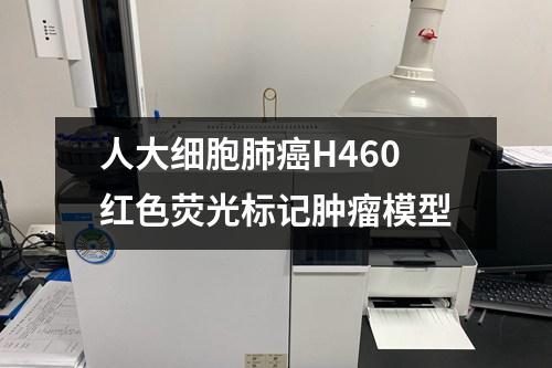 人大细胞肺癌H460红色荧光标记肿瘤模型 